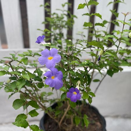 Moukdavan Guesthouse Luang Prabang Zewnętrze zdjęcie