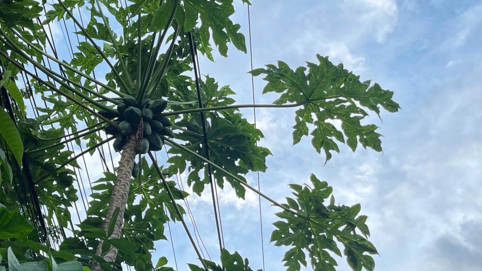 Moukdavan Guesthouse Luang Prabang Zewnętrze zdjęcie