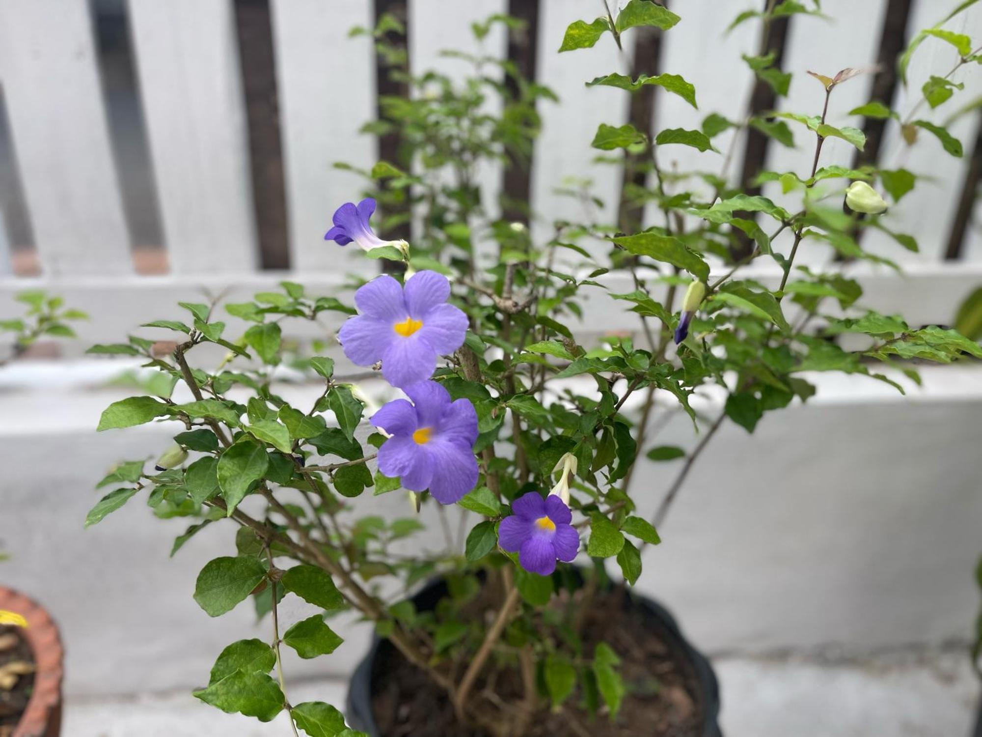 Moukdavan Guesthouse Luang Prabang Zewnętrze zdjęcie
